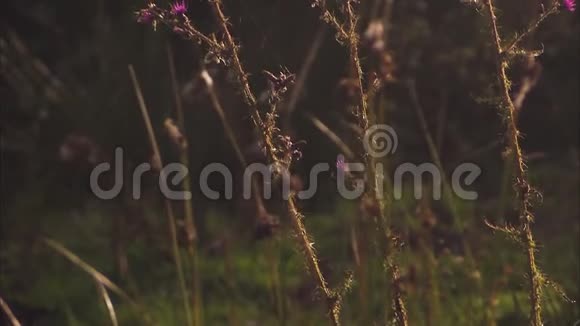 爱尔兰风景上的紫色花朵视频的预览图