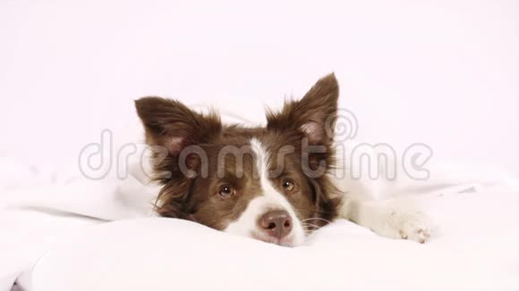 科利边境狗躺在毯子下面的床上视频的预览图