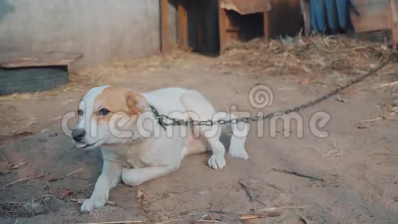滑稽的狗摇着尾巴压在地上悲伤的狗坐在地上的链子上摇着尾巴狗是视频的预览图