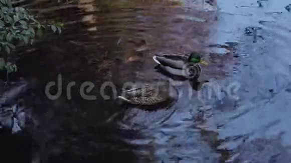一对鸭子夫妇和他们的倒影在冬天池塘的阴影中哄骗视频的预览图