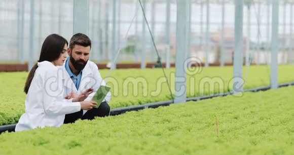 温室沙拉的水培方法两名实验室助理检查绿色植物的生长农业视频的预览图