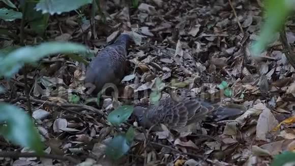 野生东方龟鸠在森林里觅食视频的预览图