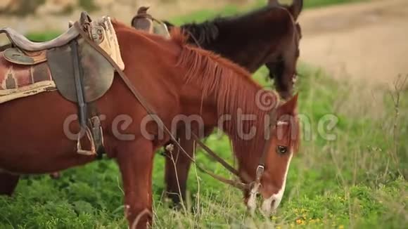 棕马吃青草慢动作视频的预览图