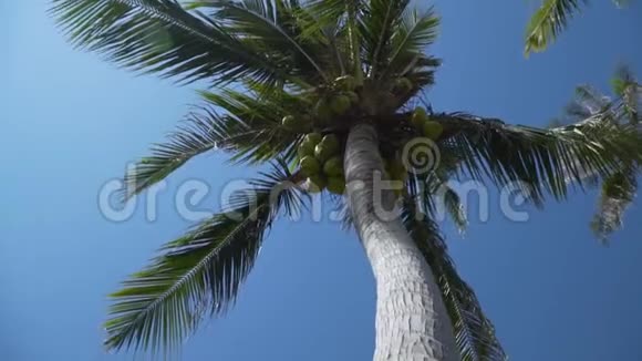 许多椰子长在棕榈树上从下面的棕榈树下面看到的视频的预览图