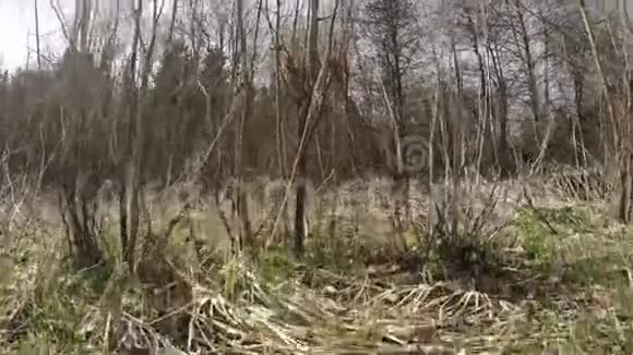 探索森林凝视着森林视频的预览图
