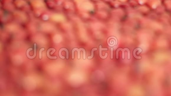 详细宏观观察狗玫瑰臀部拉丁名称醋栗准备干燥干玫瑰臀部是重要的来源视频的预览图