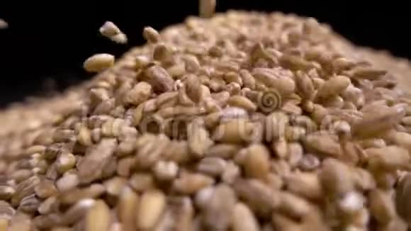 黑色背景上从上面落下的珍珠大麦或小麦的一堆农业特写宏观粮食视频的预览图