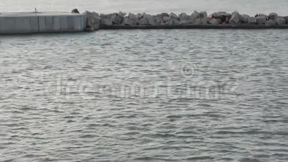 日落时分海豚在港口水域游泳视频的预览图