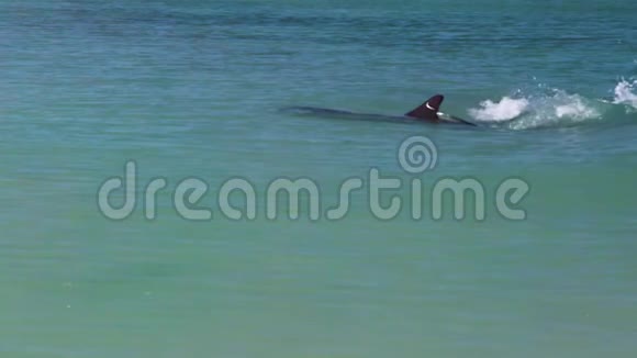 海豚和的慢镜头视频的预览图