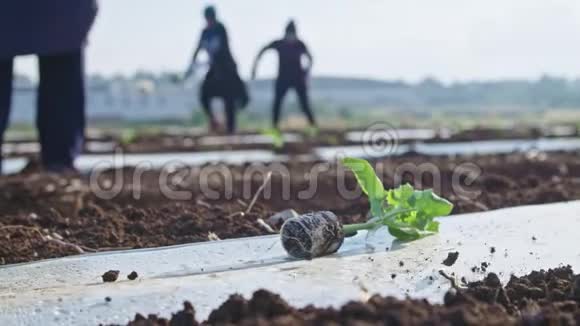 紧紧抓住农民的双手在田野里种一棵年轻的植物视频的预览图