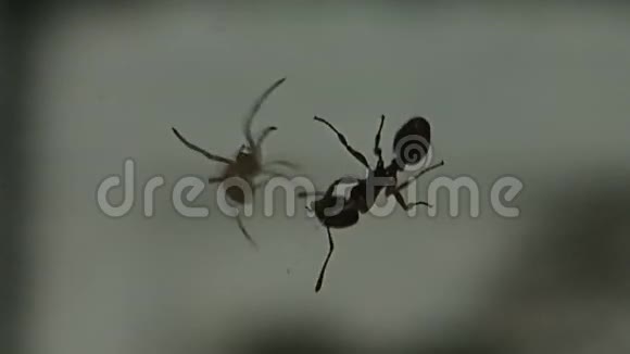 小蜘蛛准备一只小蚂蚁视频的预览图