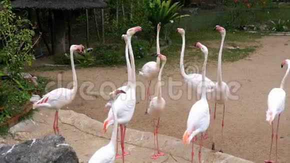 在KhaoKheow开放动物园的白色或粉红色火烈鸟泰国视频的预览图