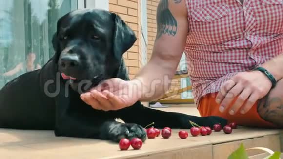 狗从人手里吃樱桃视频的预览图