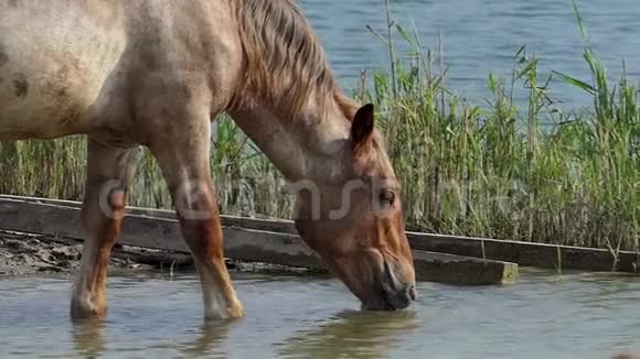 大棕色的马在夏天的时候从一个湖里喝水视频的预览图