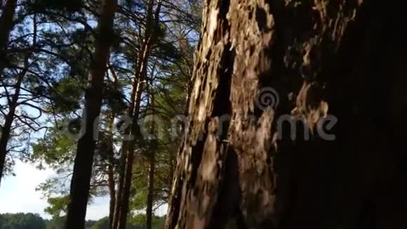 森林中的一棵松树的树干运动摄影机滑块视频的预览图