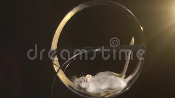 两只白色的沙鼠抬起毛茸茸的尾巴在轮子上跑视频的预览图