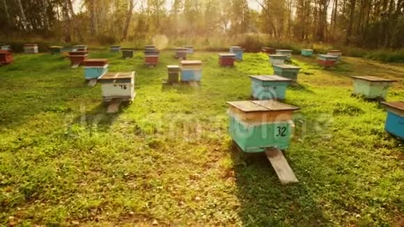 日落时分一些蜜蜂蜂巢视频的预览图