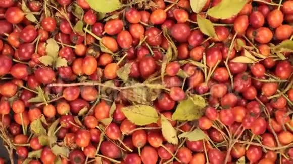 秋叶蔷薇浆果背景的旋转视频的预览图