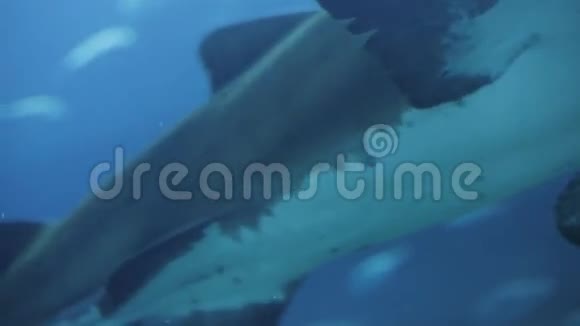 海洋馆里的大鲨鱼视频的预览图