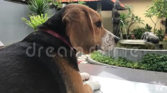 可爱的小猎犬躺在房子外面巴厘岛视频的预览图