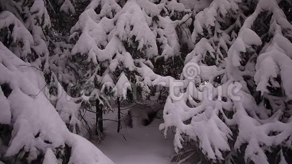 冬天的雪林俄罗斯森林中的大雪纷飞霜冻和雪天详情和特写视频的预览图