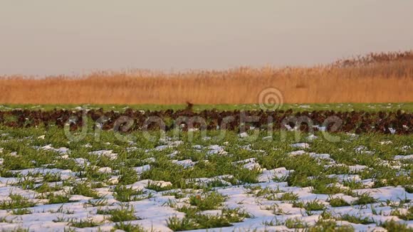 多瑙河三角洲一片田野上一大群普通的雏鸟视频的预览图
