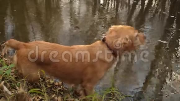 初秋猎狗在靠近水的公园散步视频的预览图