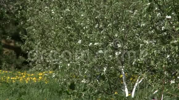 开满白花的苹果树视频的预览图