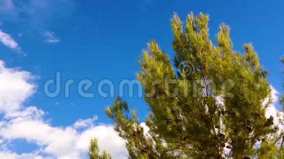 松树的低角度拍摄视频的预览图