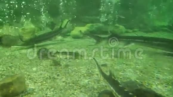 黑海鲟鱼视频的预览图