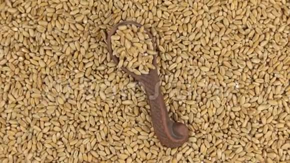 旋转一个粘土勺子小麦躺在一堆麦粒上食物视频的预览图