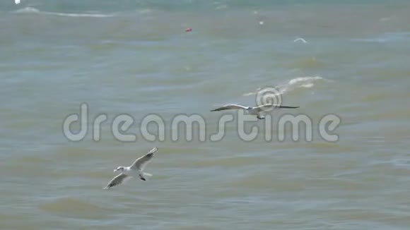 全景成群的海鸥低低地飞过海浪吃着面包视频的预览图