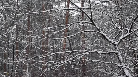 混交林中的慢降雪视频的预览图