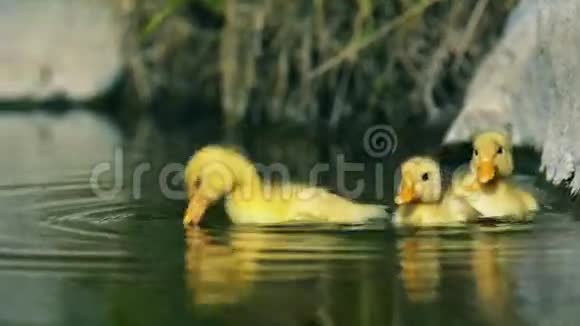 小鸭子在小溪里游泳视频的预览图