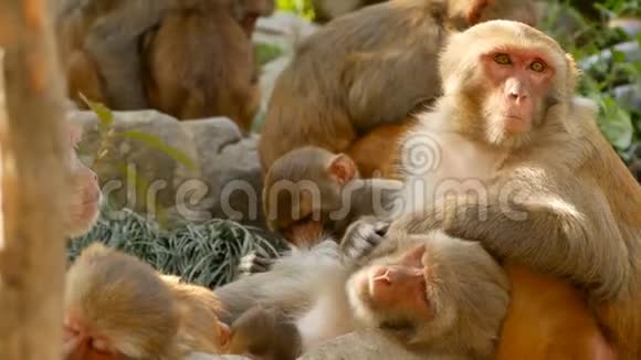 岩石上的恒河猴一家群毛茸茸的美丽猕猴聚集在大自然的岩石上睡觉视频的预览图