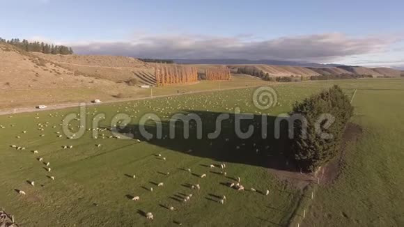 新西兰南部风景名胜区背景中的绿色草地和雪山中的绵羊视频的预览图