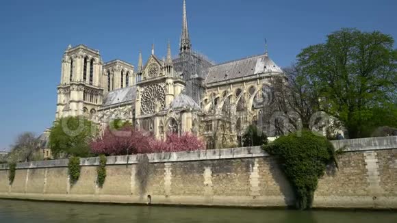 巴黎圣母院四周环绕着开花的树木视频的预览图