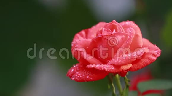 美丽的粉红色红花花园里有水滴雨露中的玫瑰特写动态场景调色视频视频的预览图