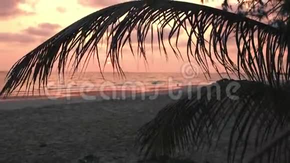 海滩上美丽的粉红色日落有棕榈叶背景视频的预览图