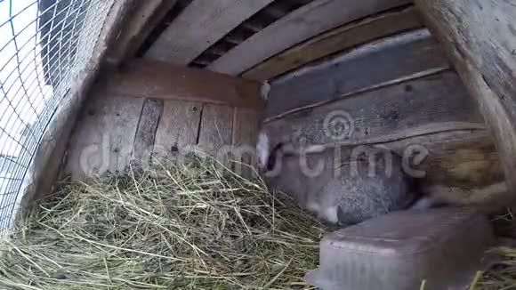 农场兔子在笼子里延时视频灰大兔子坐在笼子里吃干草视频的预览图