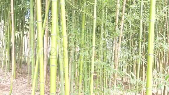 竹树林中的竹树4k慢动作视频的预览图