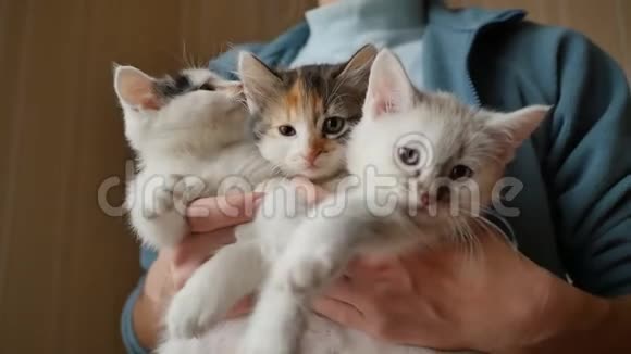 女孩抱着3只毛茸茸的白色小猫小猫非常有趣和美丽视频的预览图