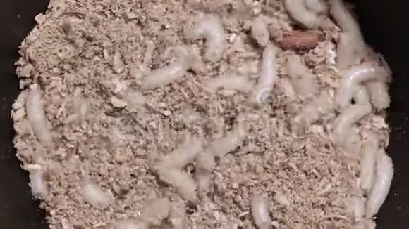 幼虫的肉用锯末飞特写视频的预览图