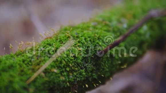 树上的苔藓宏观拍摄电影镜头慢镜头生态森林里的新生命视频的预览图