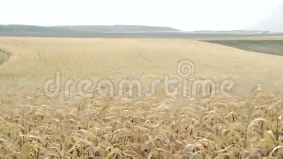 4K的成熟玉米地视频的预览图