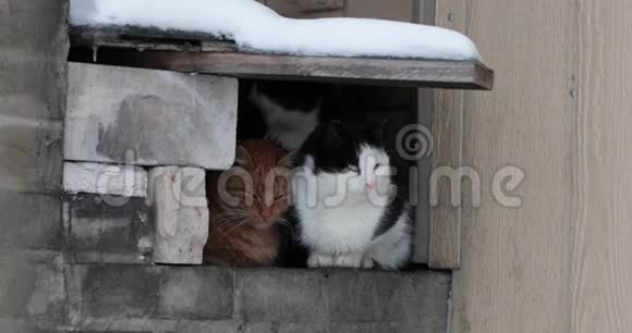 一群无家可归的猫在冬天的一个洞里取暖视频的预览图