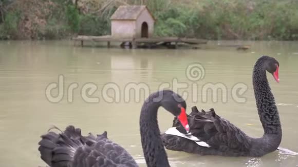 两只黑天鹅漂浮在湖里喜欢一对黑天鹅美丽的野生动物概念特写镜头4k慢镜头视频的预览图