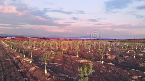 在梅吉多附近的杰兹雷尔谷日落时飞越植物田视频的预览图