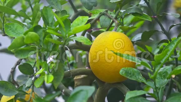 单黄熟柚作为越南定制视频的预览图