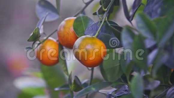 特写树上成熟的橘子准备好了越南大餐视频的预览图